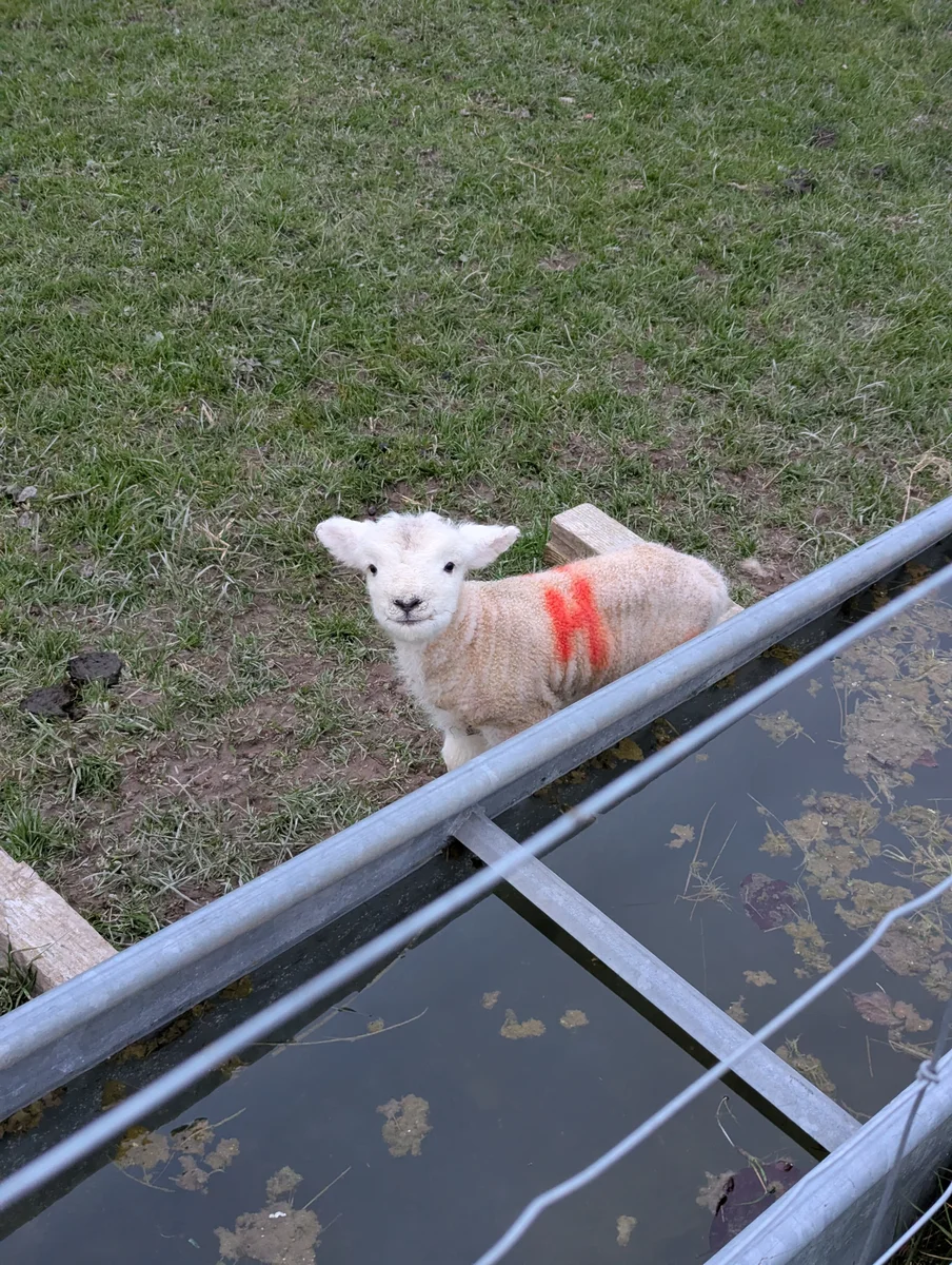 Lamb